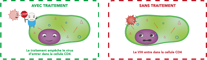 Le traitement empêche le virus d'entrer dans la cellule CD4
