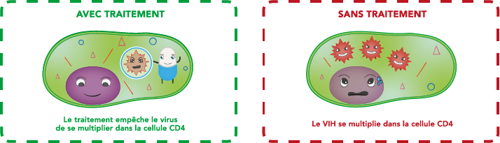 Le traitement empêche le virus de se multiplier