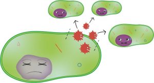 le VIH va infecter d’autre cellule CD4