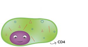cellule CD4 saine