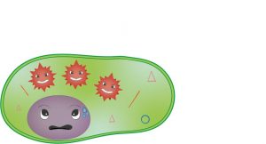 le VIH se multiplie dans la cellule CD4